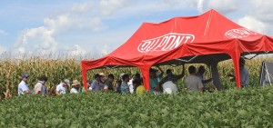 DuPont mostra na lavoura a eficiência de Dermacor®  e Avatar®