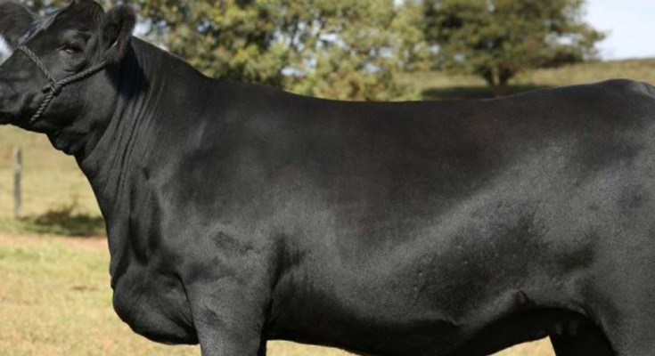 Touros Reprodutores Mais Caros Agronovas