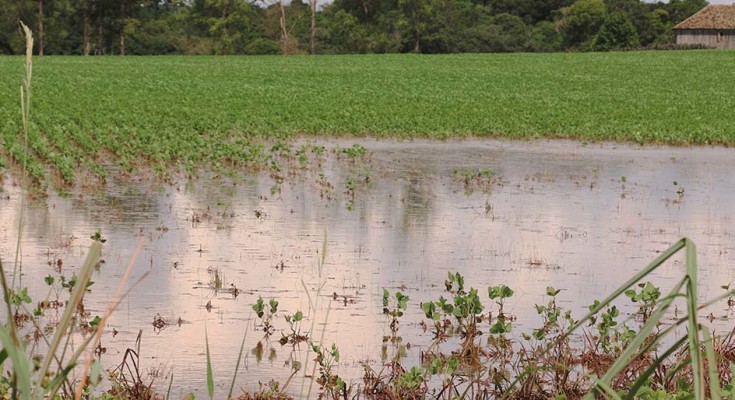Clima chuvoso prejudicou safra de café no Paraná; plantio de soja