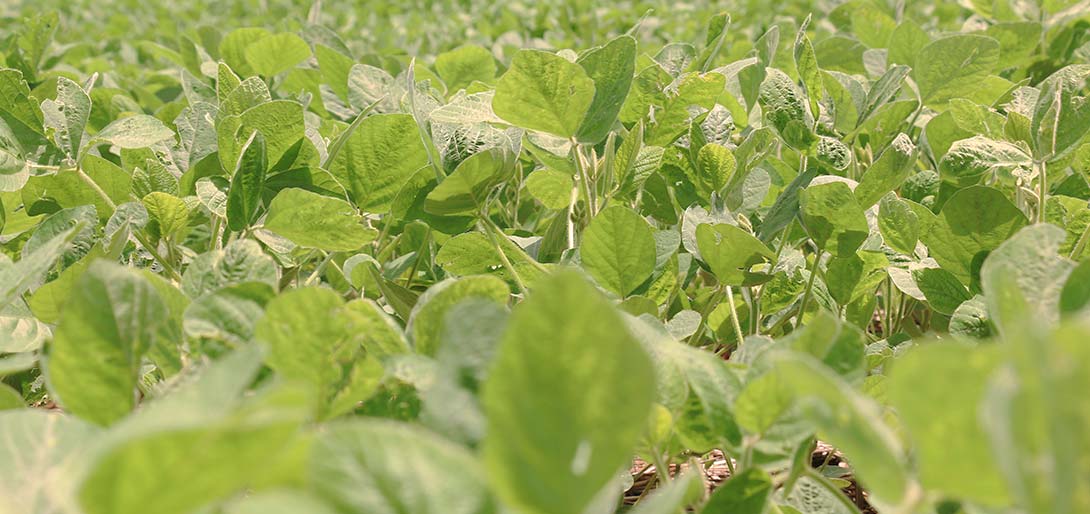 Visualmente, muitas lavouras, especialmente as plantadas mais cedo, apresentam bom desenvolvimento.