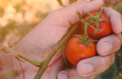 tomate_web