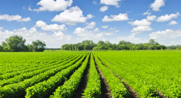 Rows of soy plants in a field