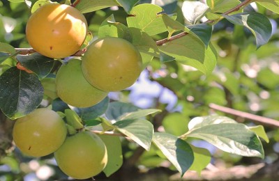 caqui-fruto-web