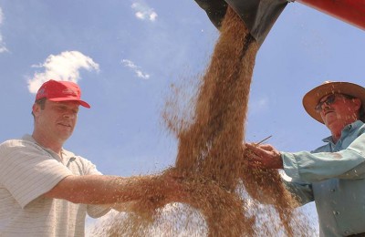 colheita-trigo-produtores-web