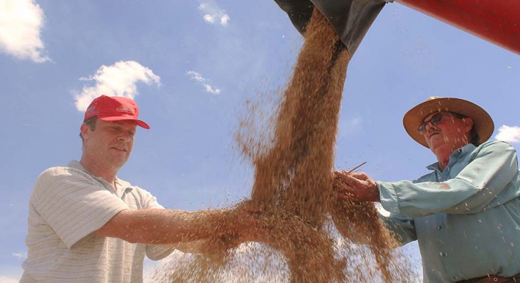 colheita-trigo-produtores-web