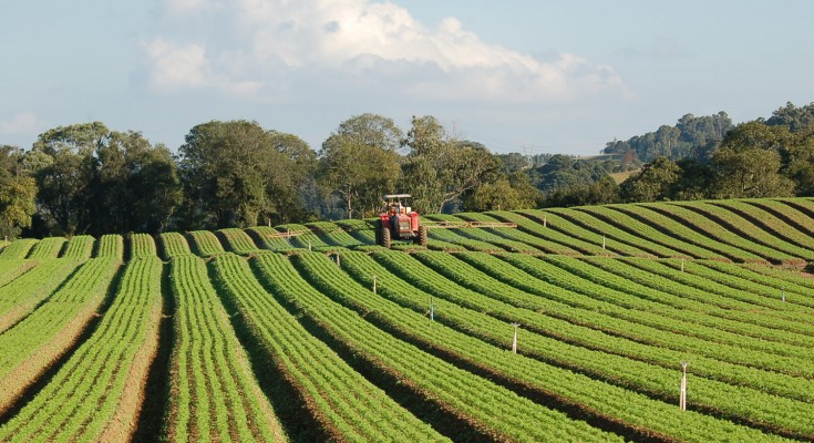 foto cenoura pulverizando