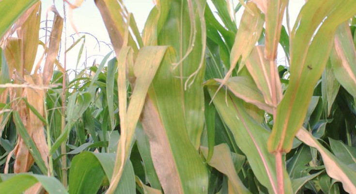 milho-web-planta