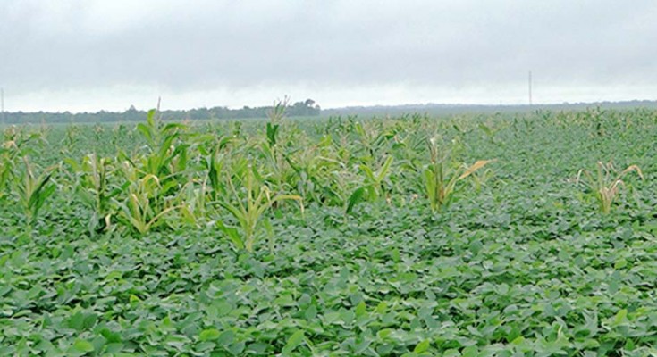 00planta_tiguera-web