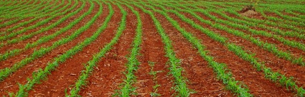 Milho-plantação-630x200