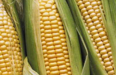 alimentos-transgenicos-saiba-um-pouco-mais-sobre-eles-1-227-thumb-570