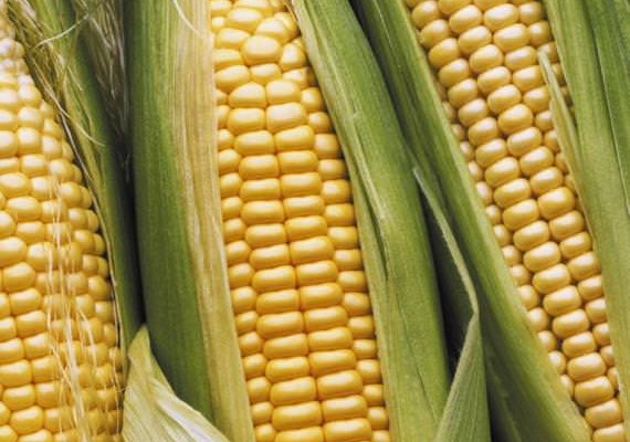 alimentos-transgenicos-saiba-um-pouco-mais-sobre-eles-1-227-thumb-570