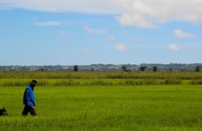 arroz org