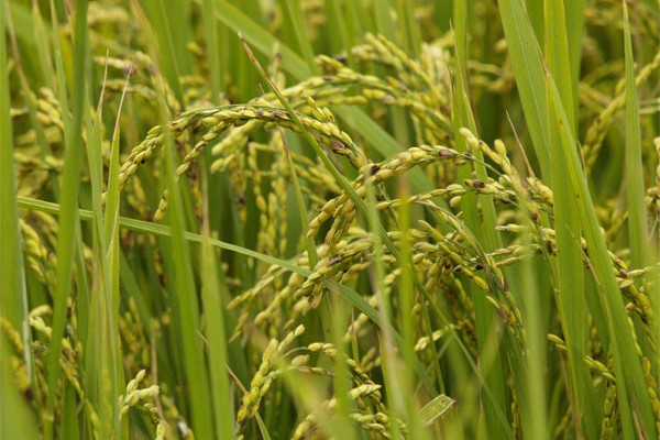 arroz_china_transgenico