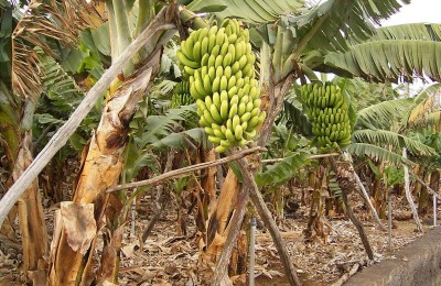 banana