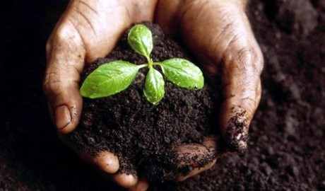 fertilidade-do-solo-como-mudar-12