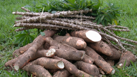 mandioca_0