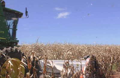 milho-colheita-4-web