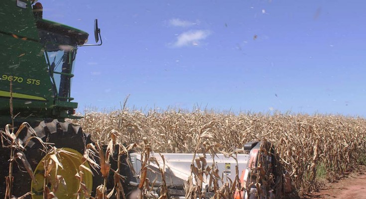 milho-colheita-4-web