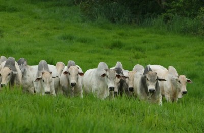vaca