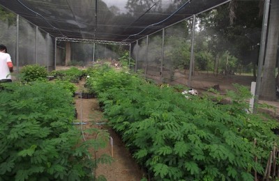 viveiro_bioma_caatinga