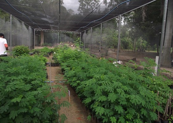 viveiro_bioma_caatinga