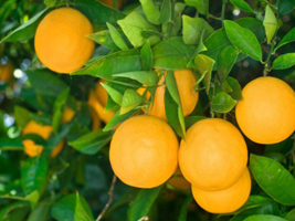 00LARANJA04