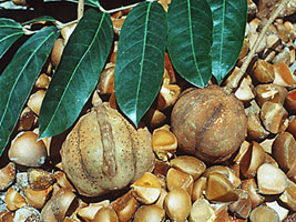 00andiroba