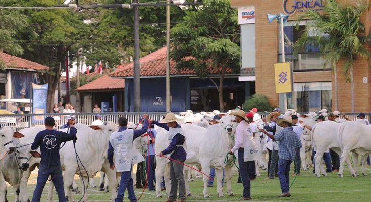 Expozebu-julgamentos