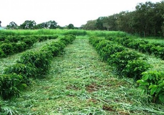 adubação-verde