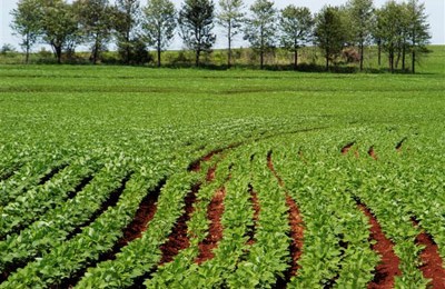 agricultura-na-africa-2