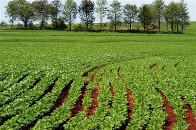 agricultura-na-africa-2