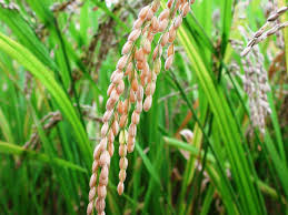 arroz web