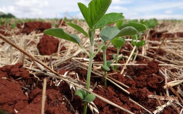 fertilizantes
