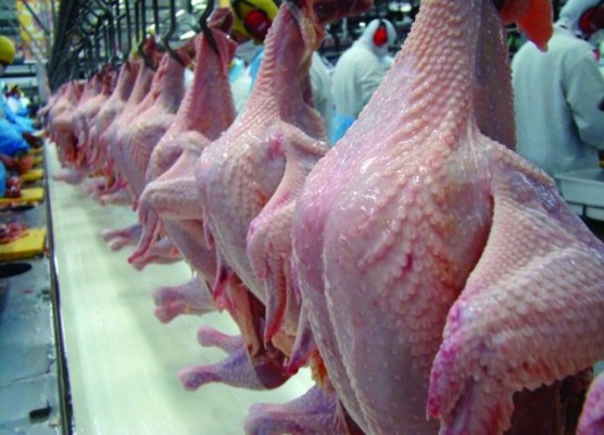 frango de corte