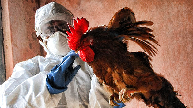 gripe-aviar