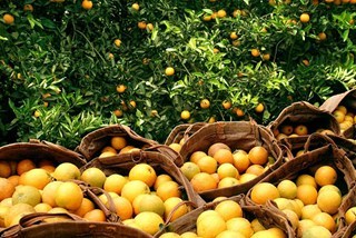 laranja