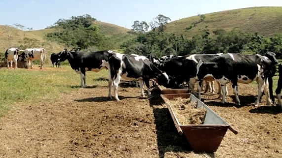 rebanho de vacas