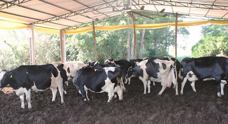 vaca-leite-web-2