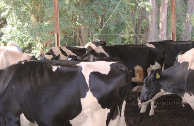 vaca-leite-web-3