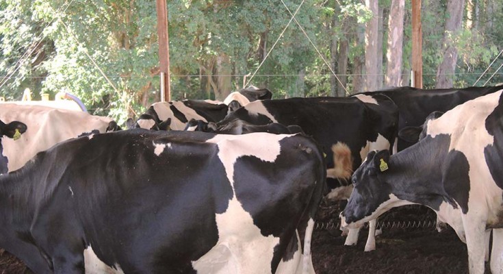 vaca-leite-web-3