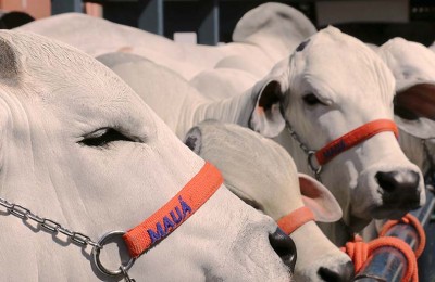 zebu-web