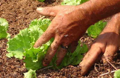Agricultura-orgânica-e-sustentável1
