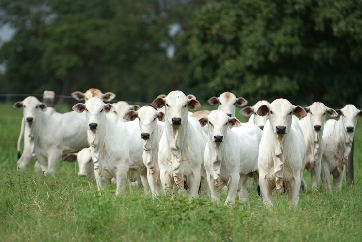 BEZERROS