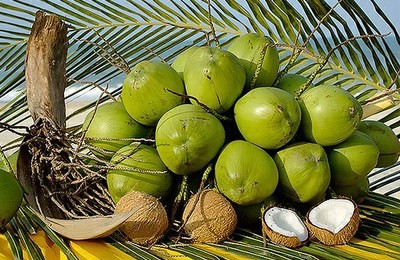 COCO VERDE