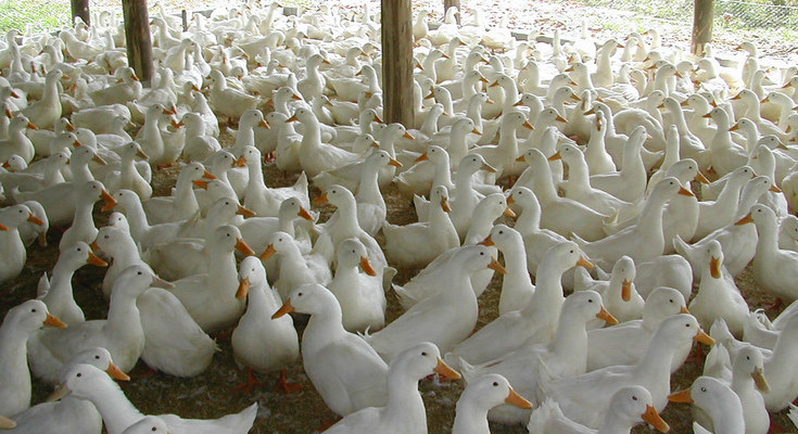 Foto Divulgacao - Criacao de Patos