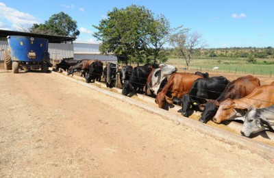 Agropecuaria / Proprietario de fazenda desenvolve aplicativo para administrar a atividade leiteira
