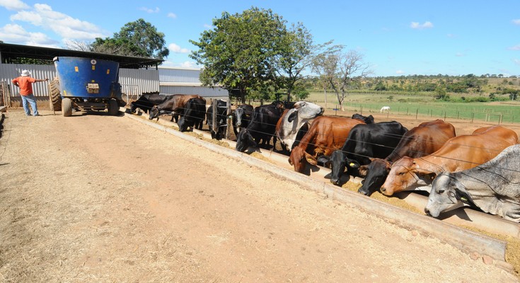 Agropecuaria / Proprietario de fazenda desenvolve aplicativo para administrar a atividade leiteira
