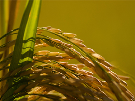 agroecologico