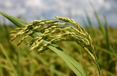 arroz conab