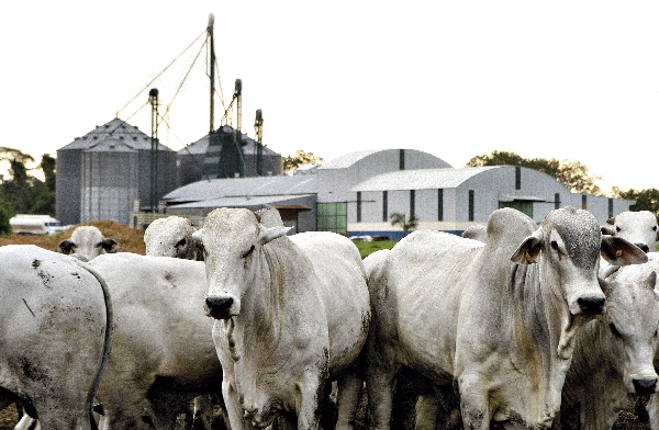 bovinos arabes